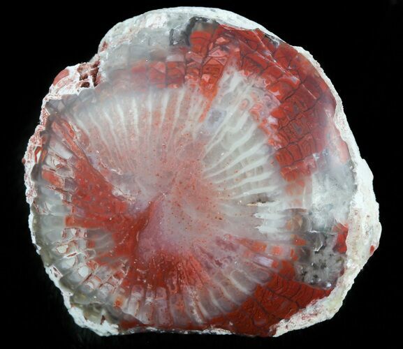 Pennsylvanian Aged Red Agatized Horn Coral - Utah #46728
